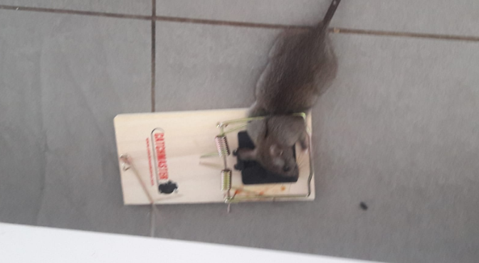 הדברת עכברים