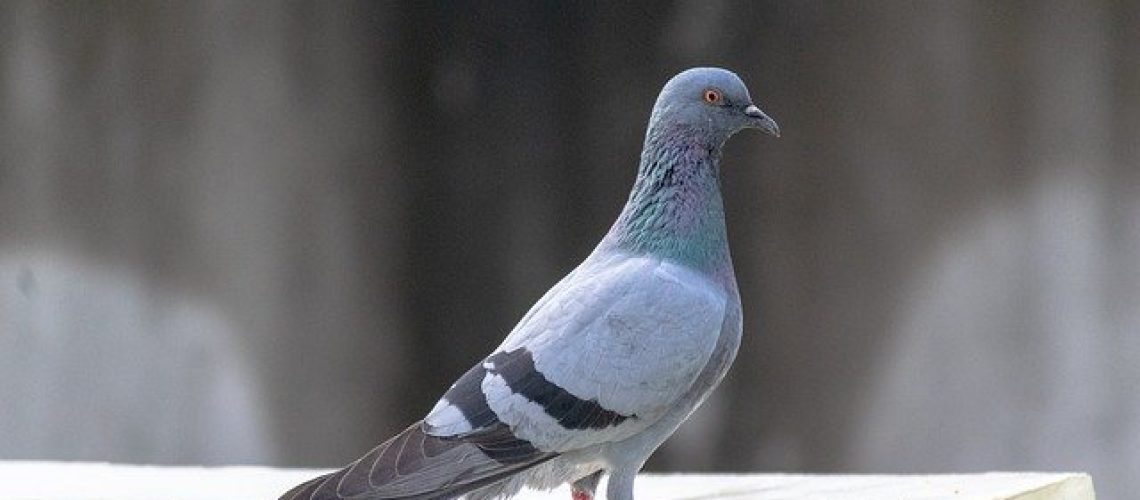 להדביר נגד יונים