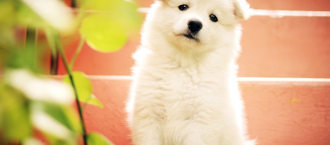 dog-1443468_1280