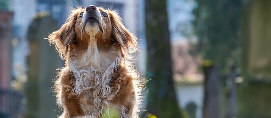 dog-6082017_640